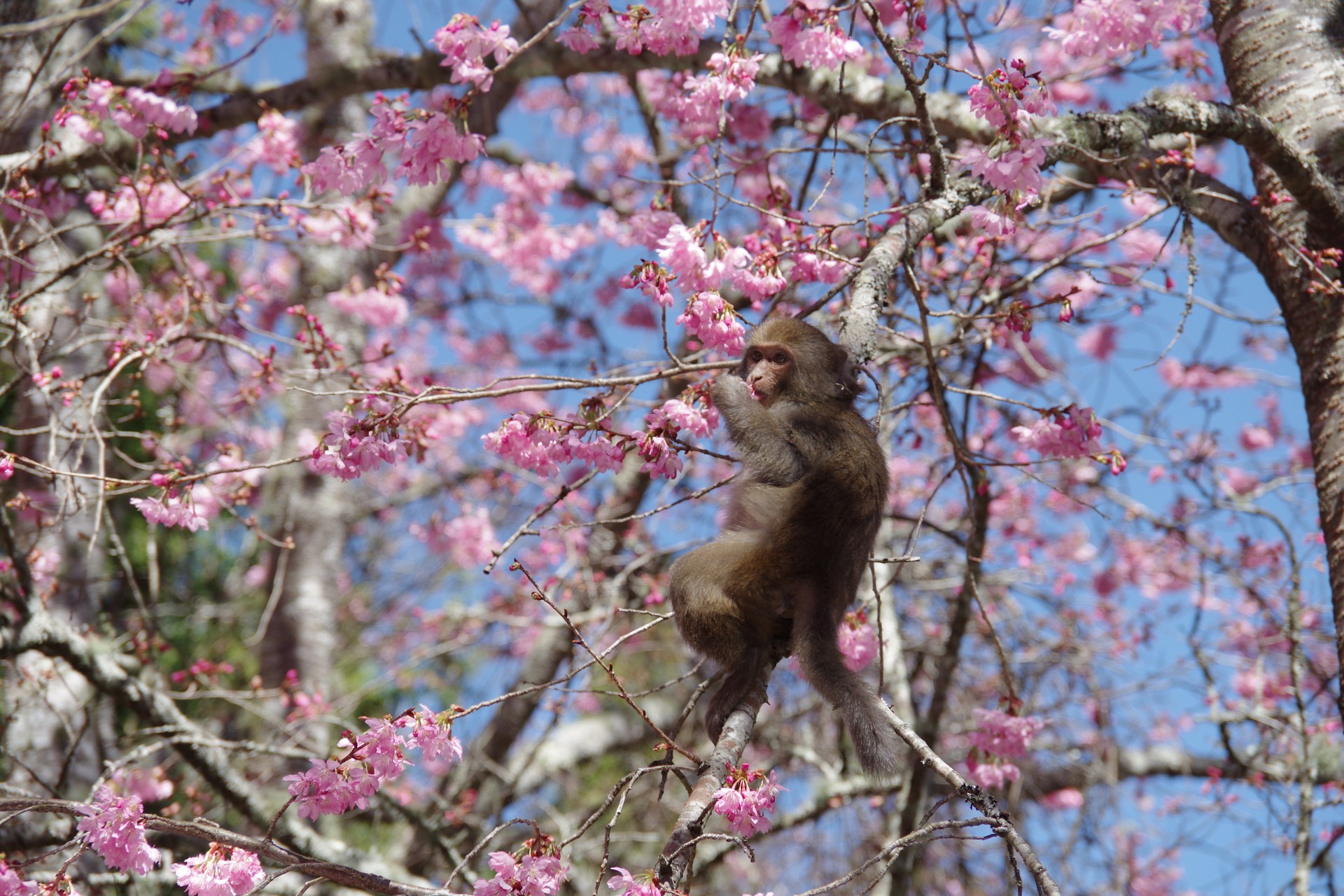彌猴吃櫻花