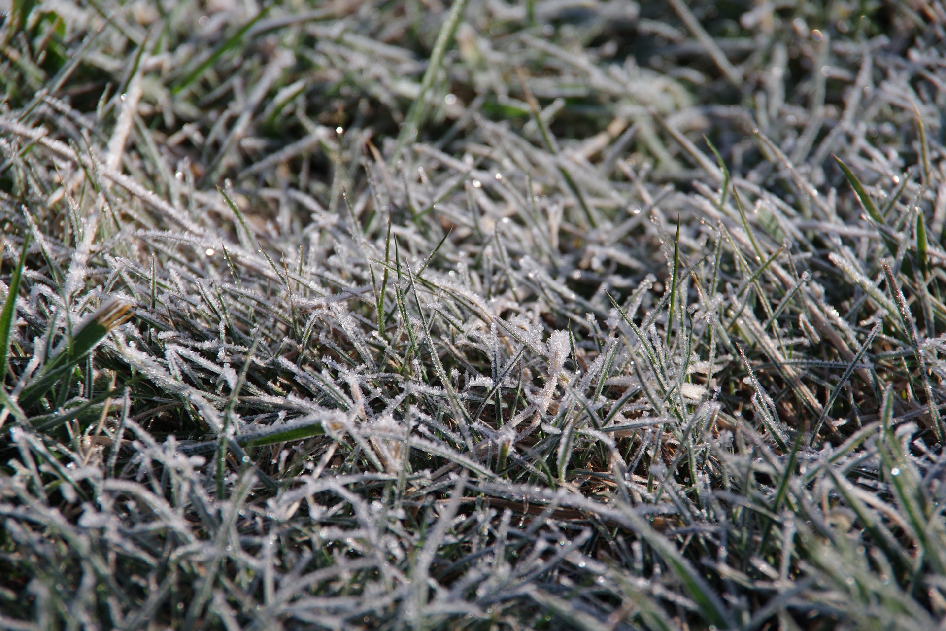 草地結霜了